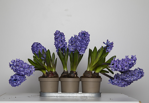 Complex Transparent Background