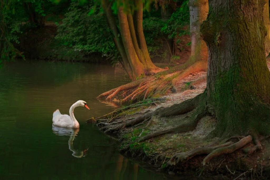 principles-of-art-swan-emphasis